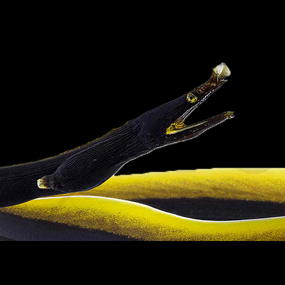 Nasen Muräne schwarz Nasen Muräne schwarz