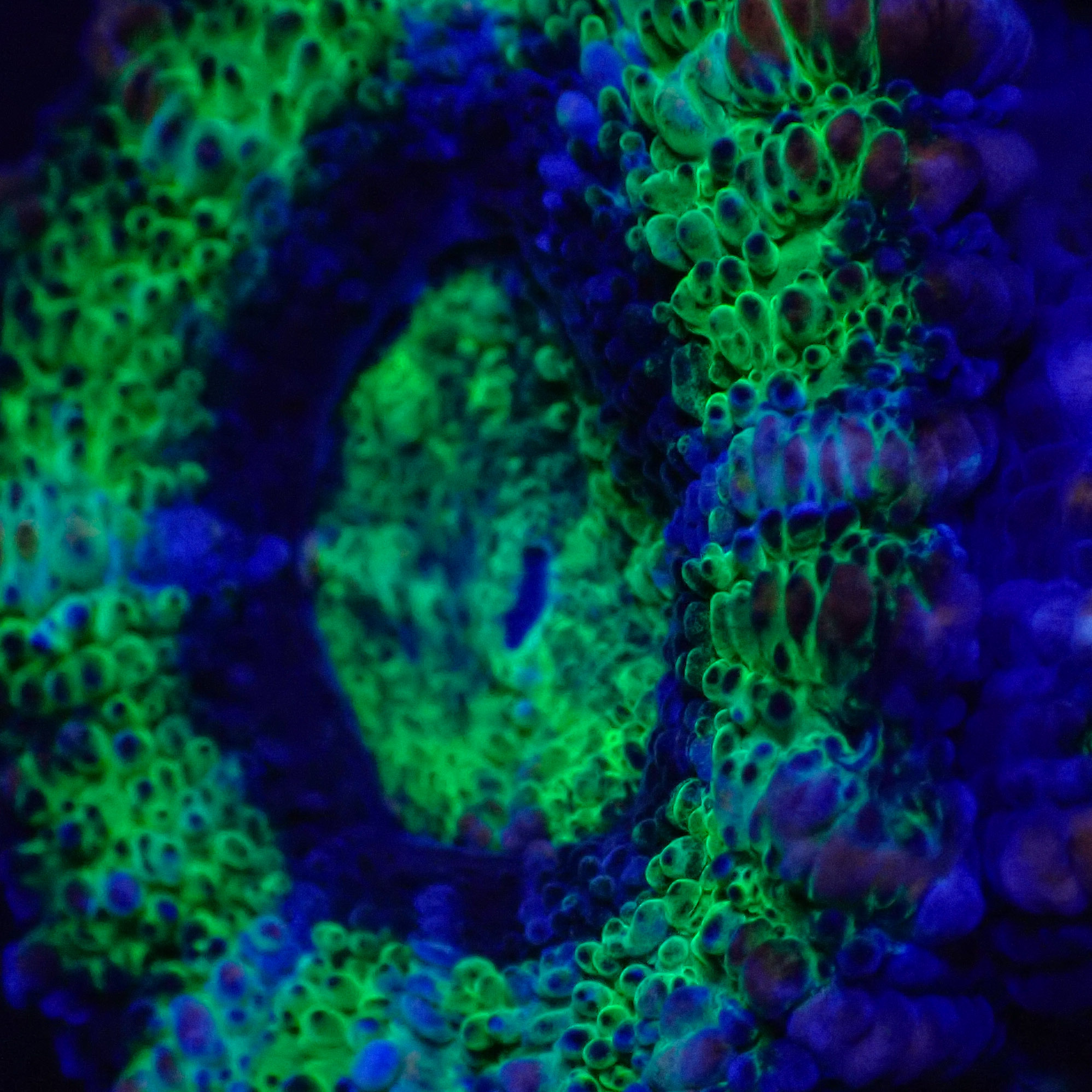Acanthastrea lordhowensis DNZ Frag 04 Acanthastrea lordhowensis DNZ Frag 04