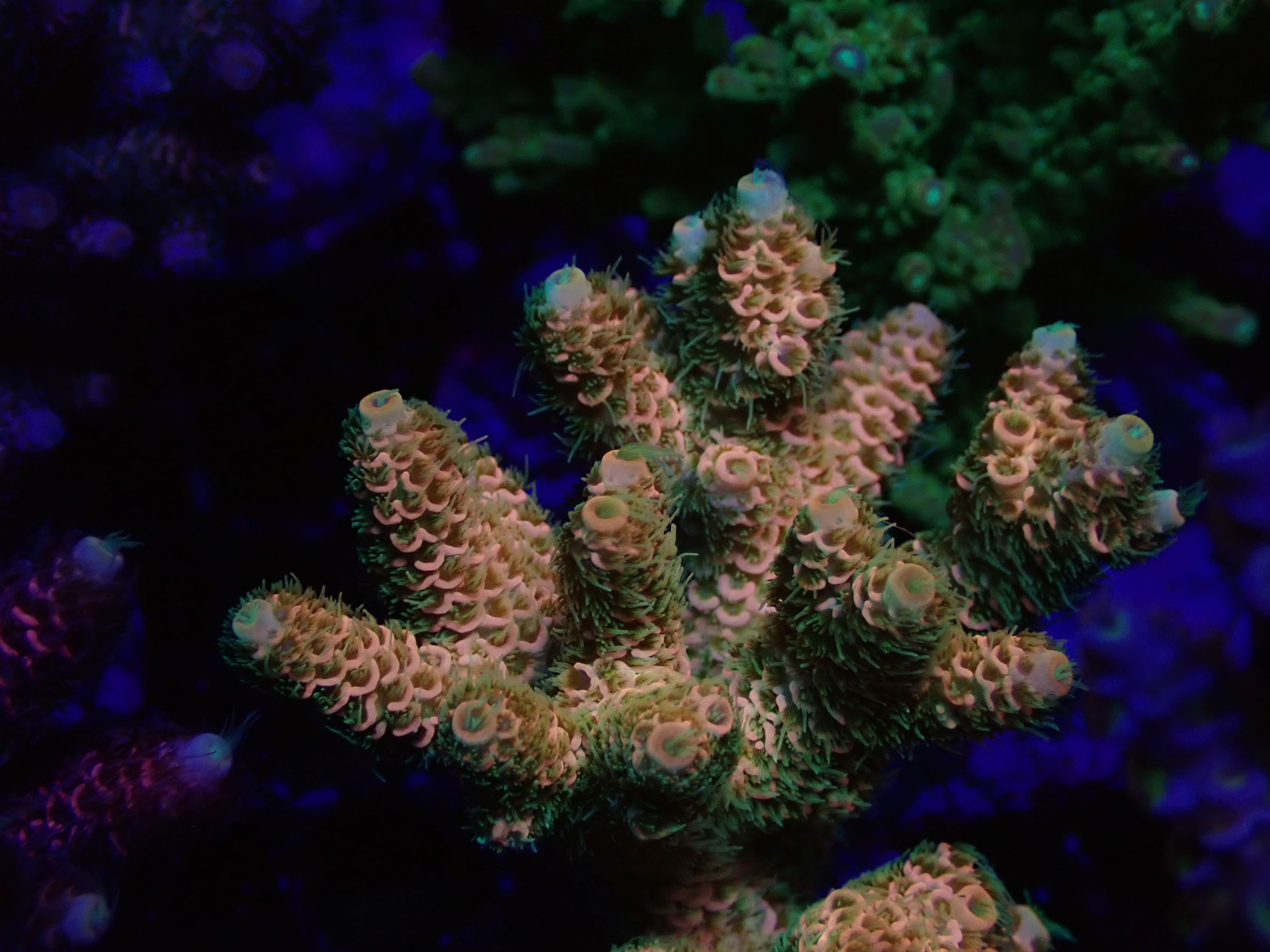 MC Acropora sp DNZ