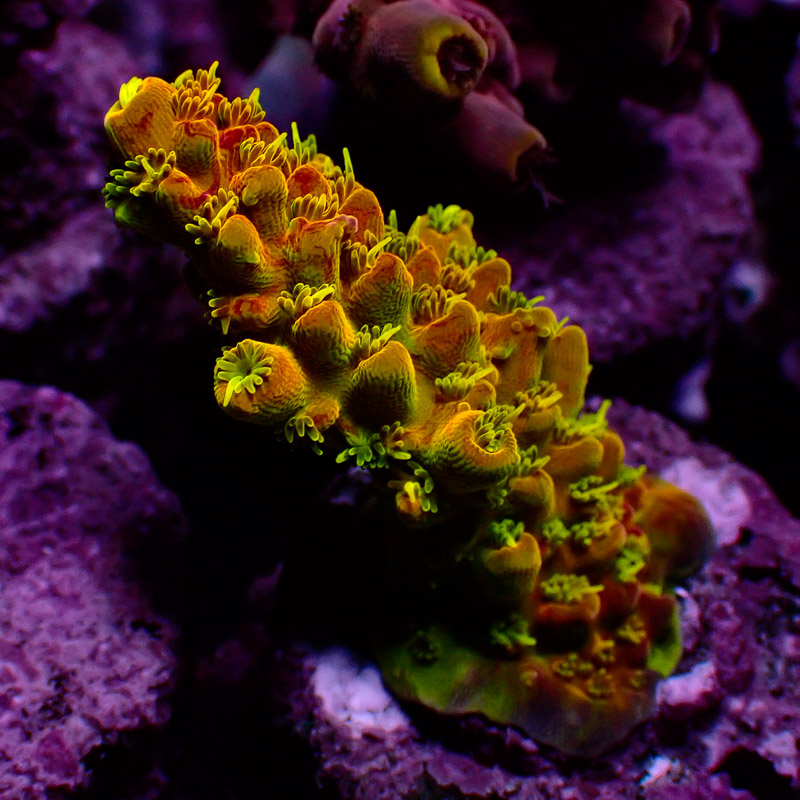 Acropora Acropora