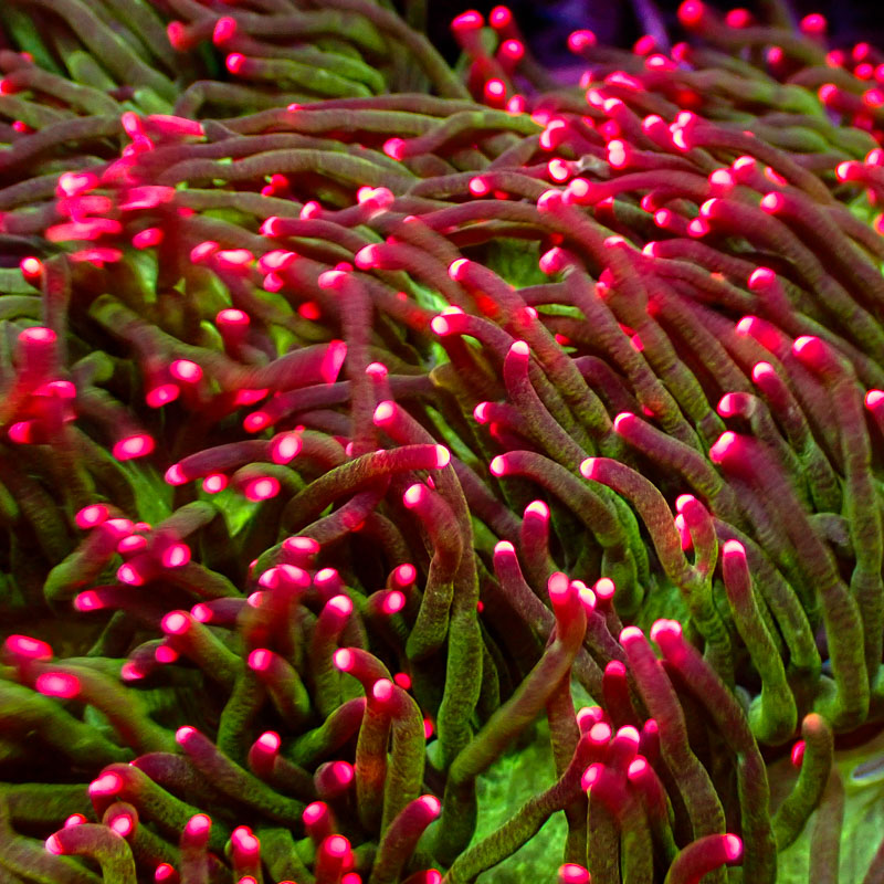 Catalaphyllia Pink Tips Catalaphyllia Pink Tips