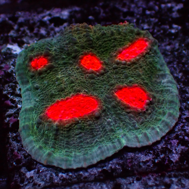 Chalice MC Green Wing Frag 01