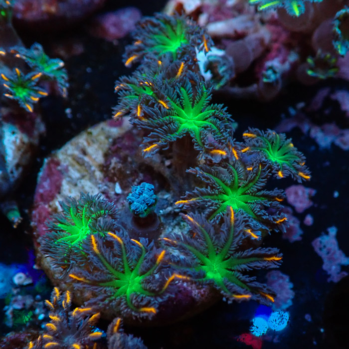 Clavularia MC Tricolor