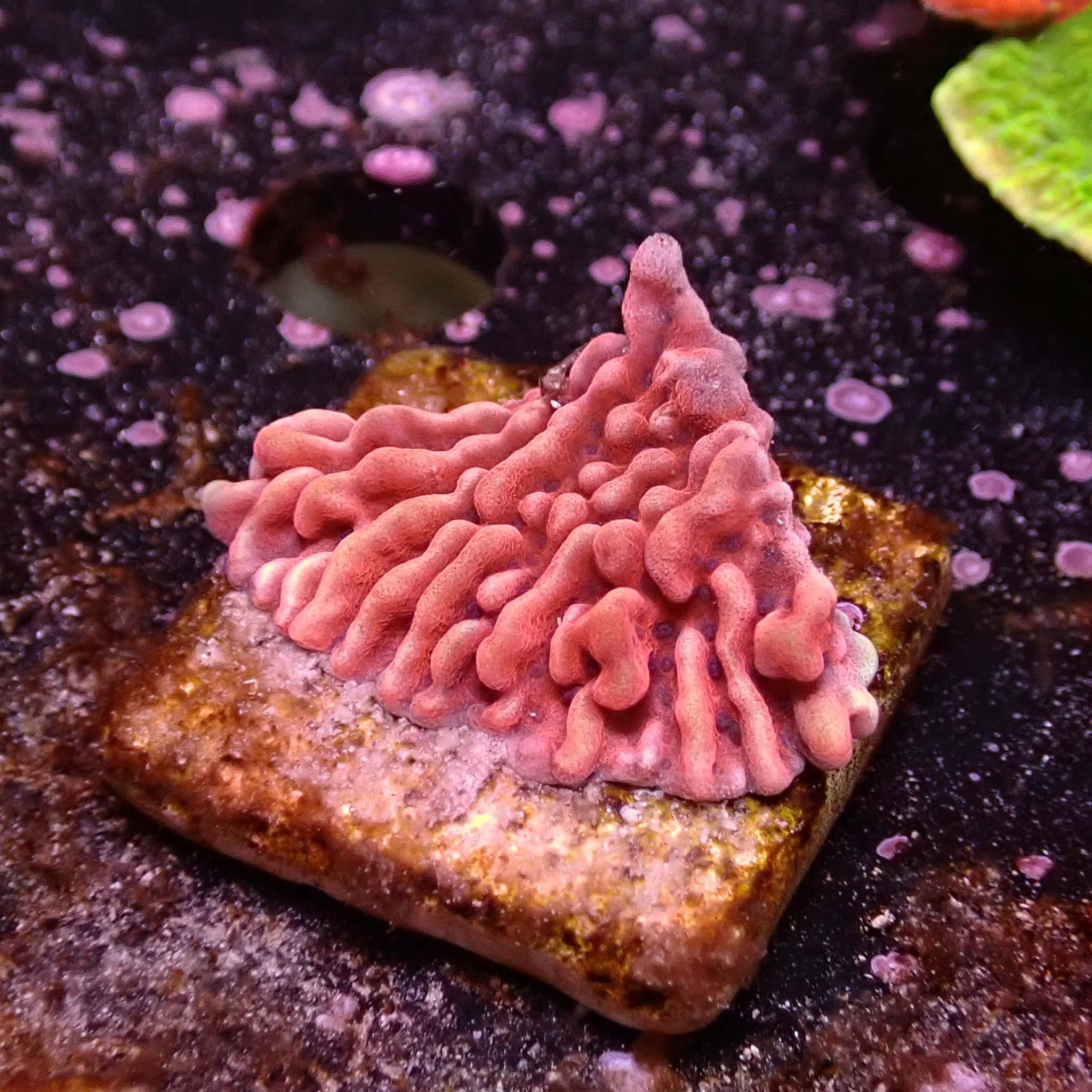 Montipora Mean Streak Frag 15