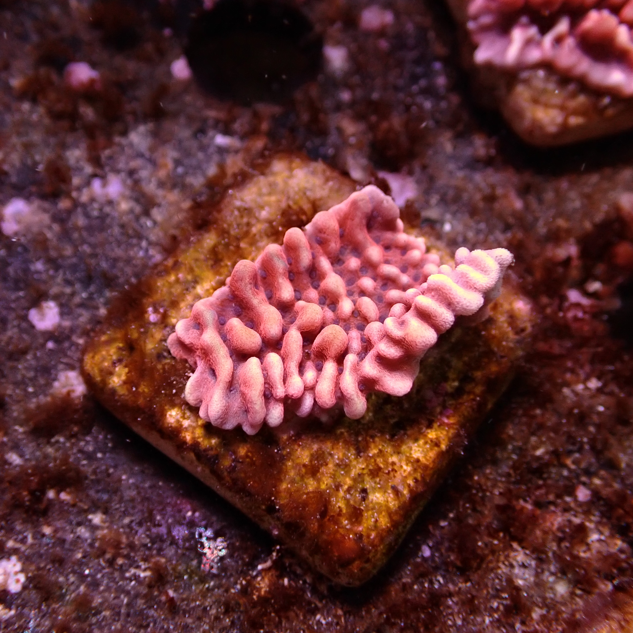 Montipora Mean Streak Frag 03 Montipora Mean Streak Frag 03