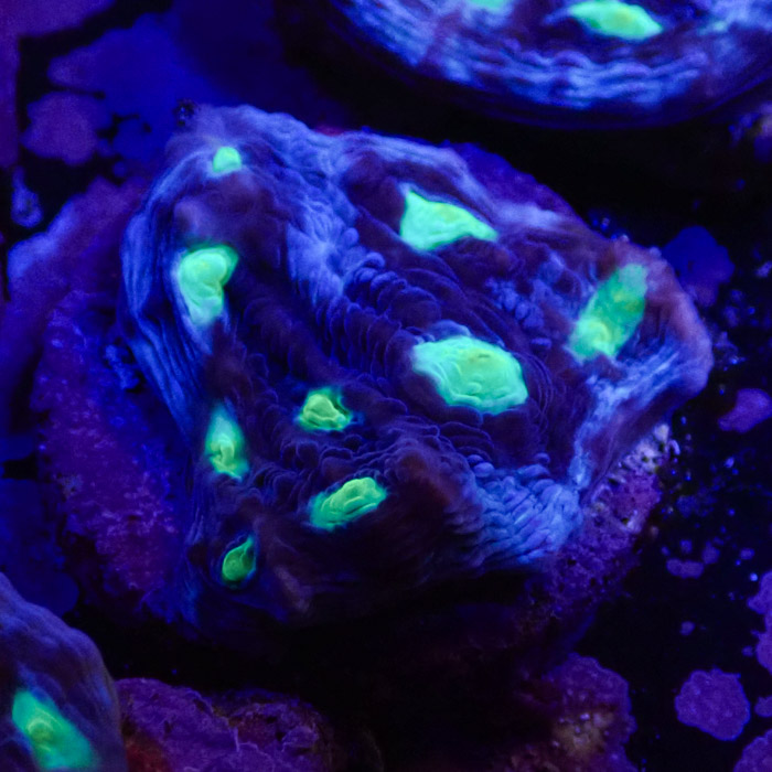 Chalice MC Chernobyl Frag 03