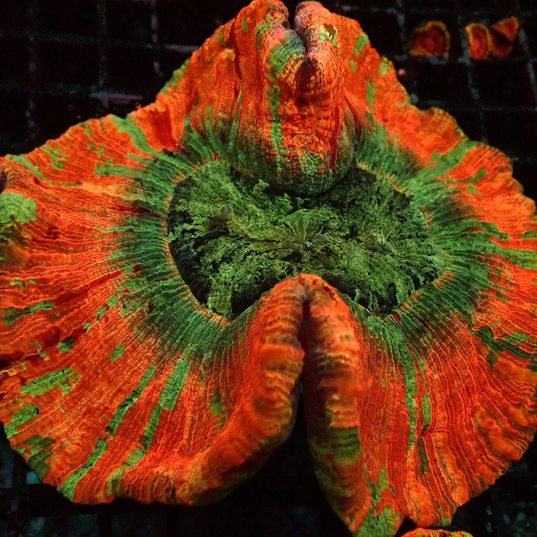 Acanthophyllia Orange-rote Acanthophyllia mit grüner Mitte und markanter Polypenstruktur