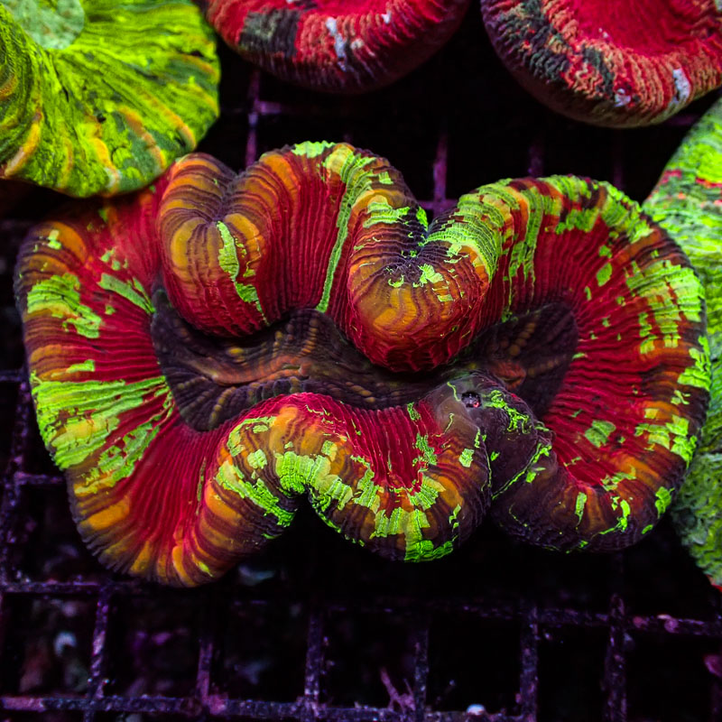 Trachyphyllia Trachyphyllia