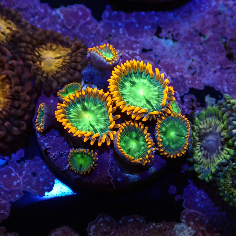 Zoanthus MC Electric Oompa Loompa Zoanthus MC Electric Oompa Loompa