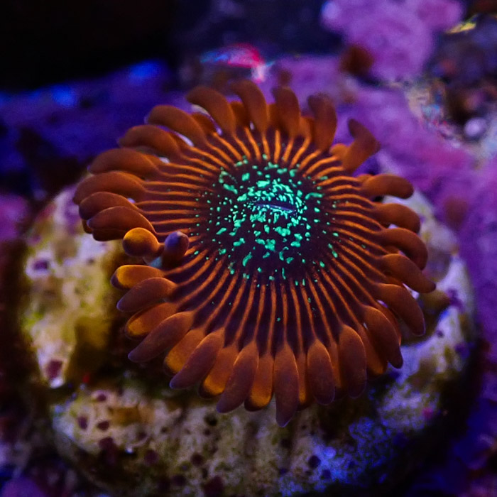 Zoanthus MC Red Magician Zoanthus MC Red Magician