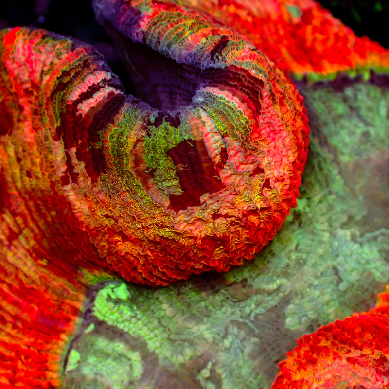 Trachyphyllia Trachyphyllia