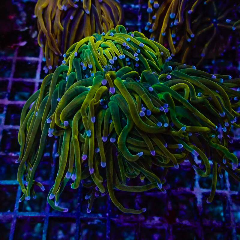 Euphyllia Highlighter Torch