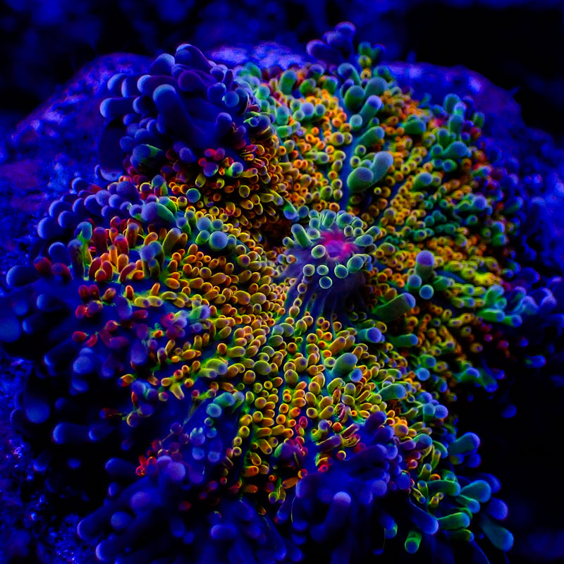 Ricordea Yuma Rainbow