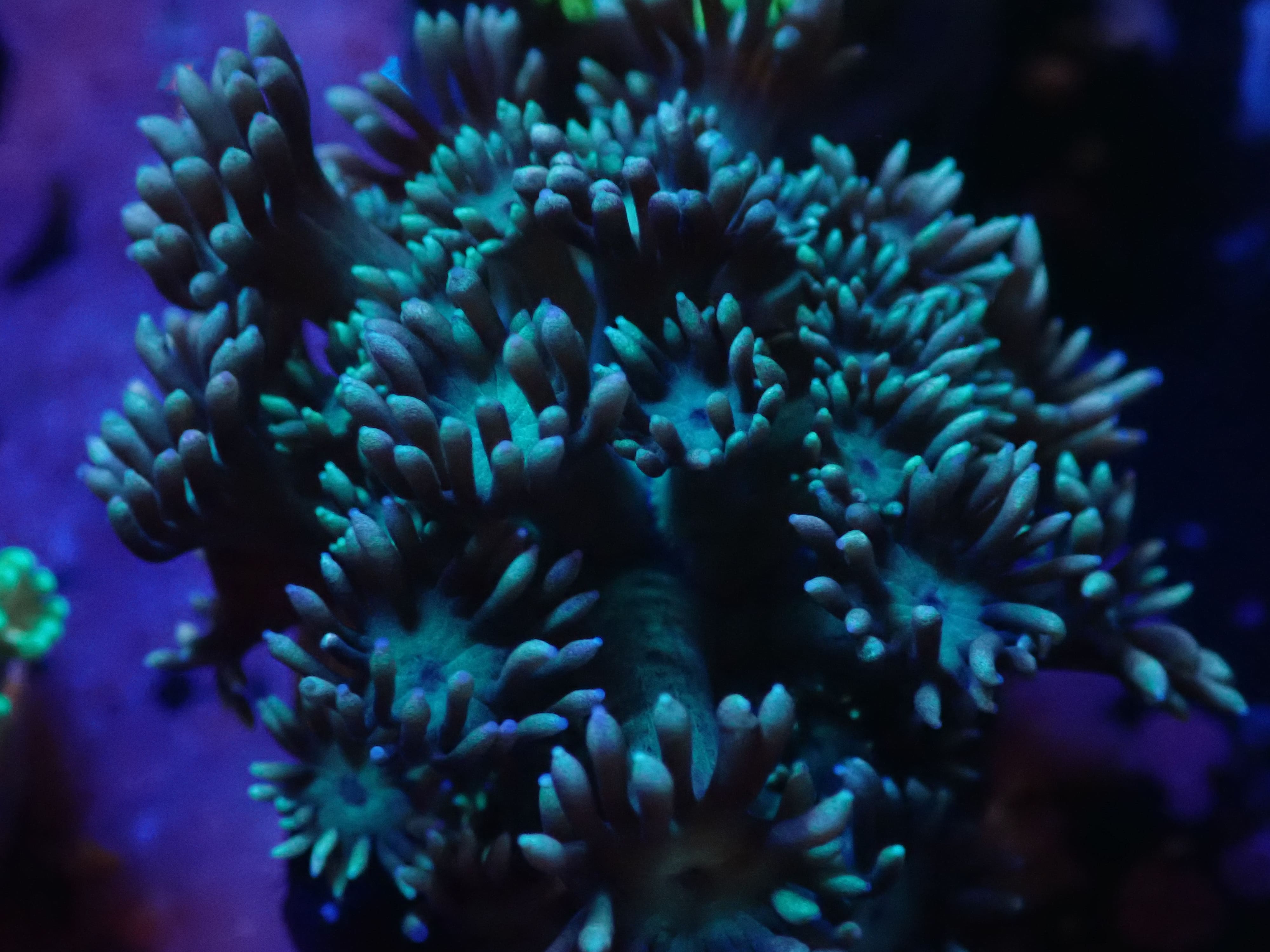 Goniopora Wonder DNZ