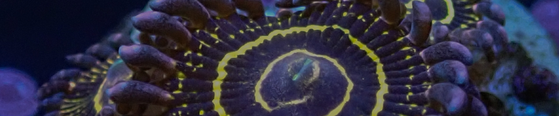 zoanthus-kategorie-header Leuchtende Zoanthus auf Ablegerstein – perfekt für dein Riffaquarium