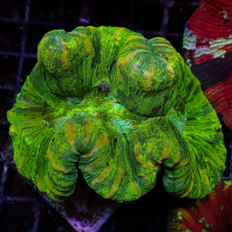 Trachyphyllia Trachyphyllia