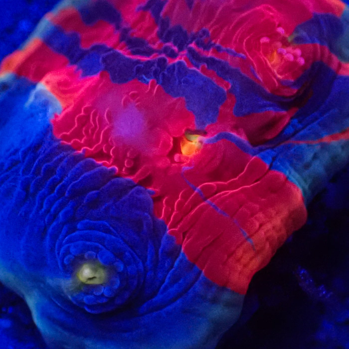 Chalice MC Bugatti Frag 05 Chalice MC Bugatti Frag 05