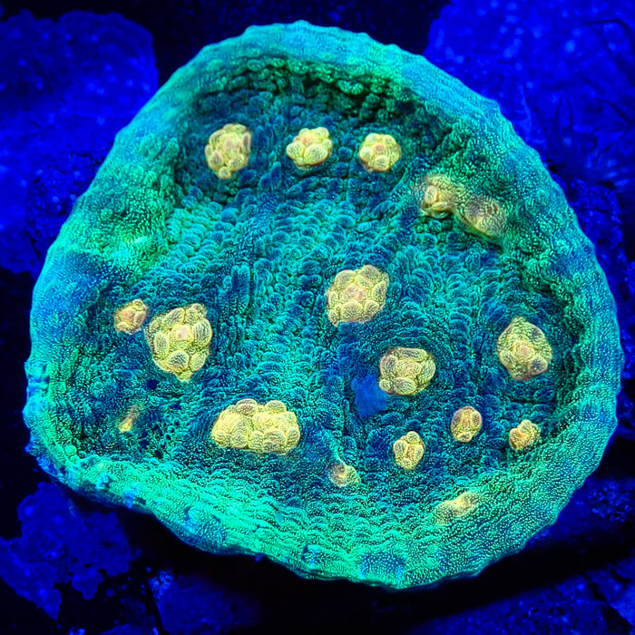 Chalice MC Space Invader Frag 01 Chalice MC Space Invader Frag 01