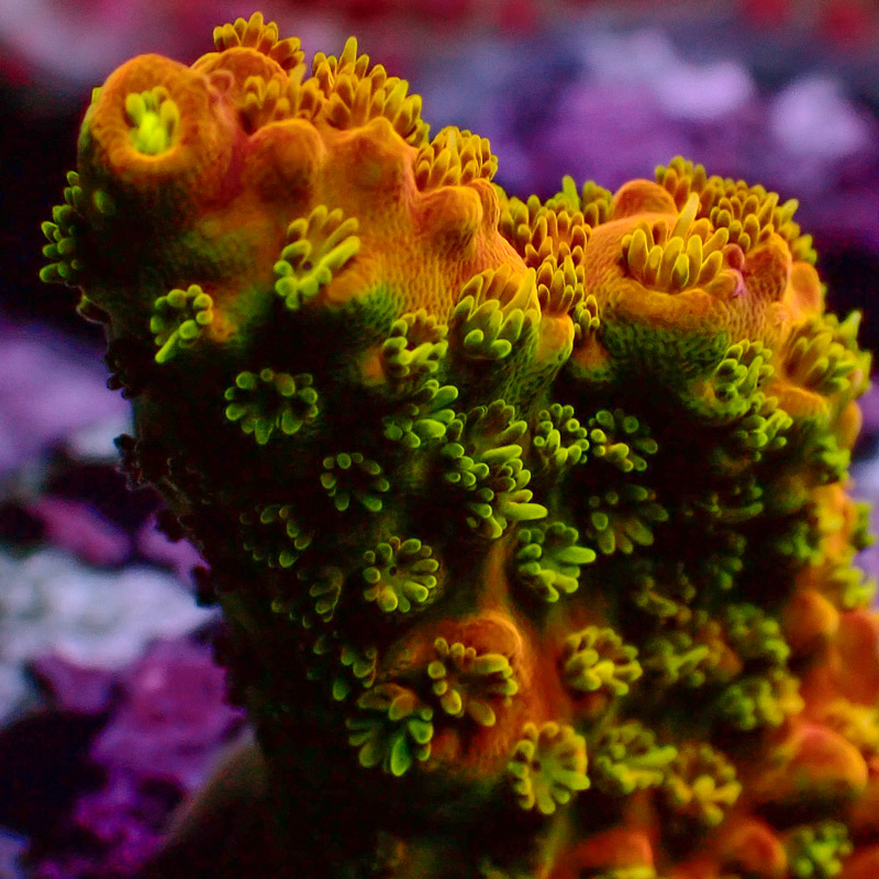 Acropora Jawdropper Orange Frag 03