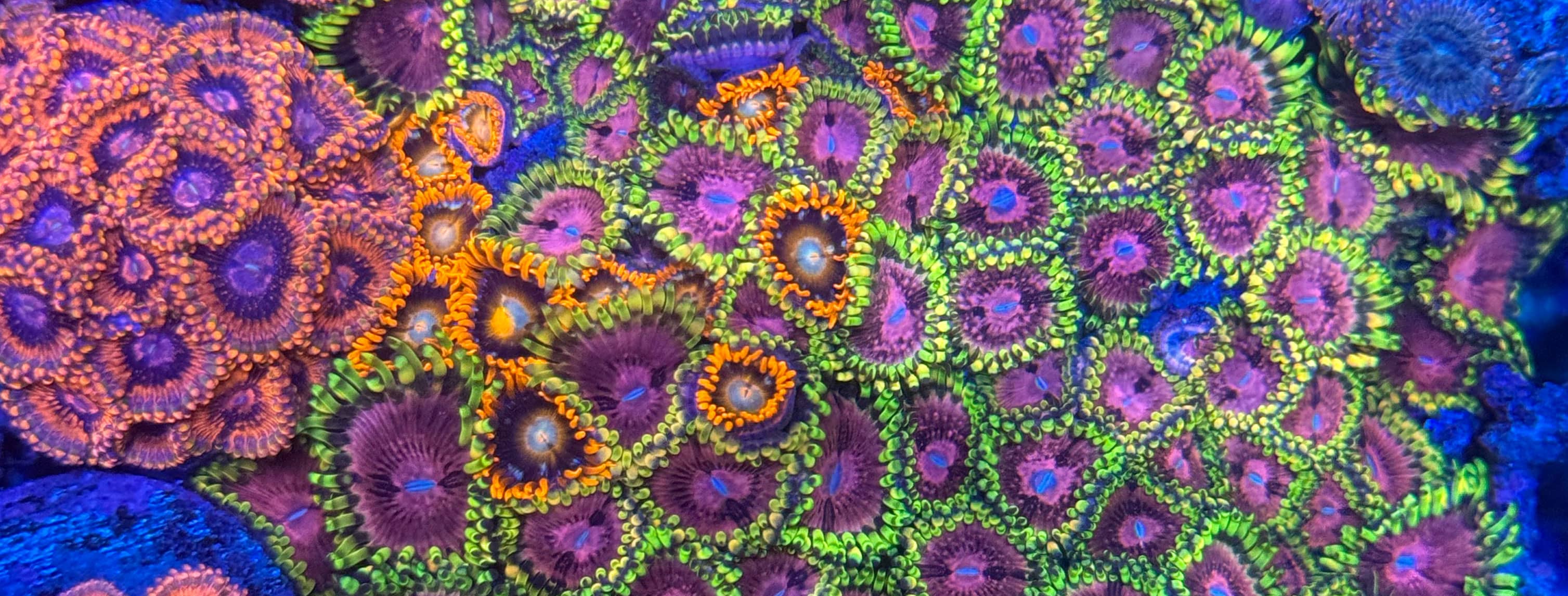 tmc-shop-nachzuchten Nachhaltige Korallenzucht bei The Marine Center – Aquakultur mit Verantwortung