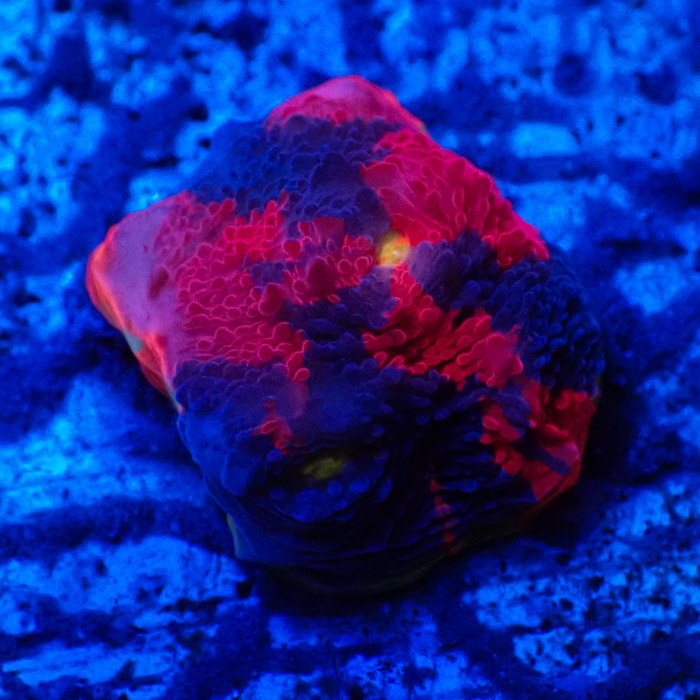 Chalice MC Bugatti Frag 02 Chalice MC Bugatti Frag 02