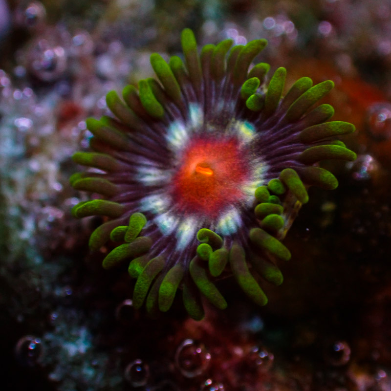 Zoanthus MC Ultra Stargazer