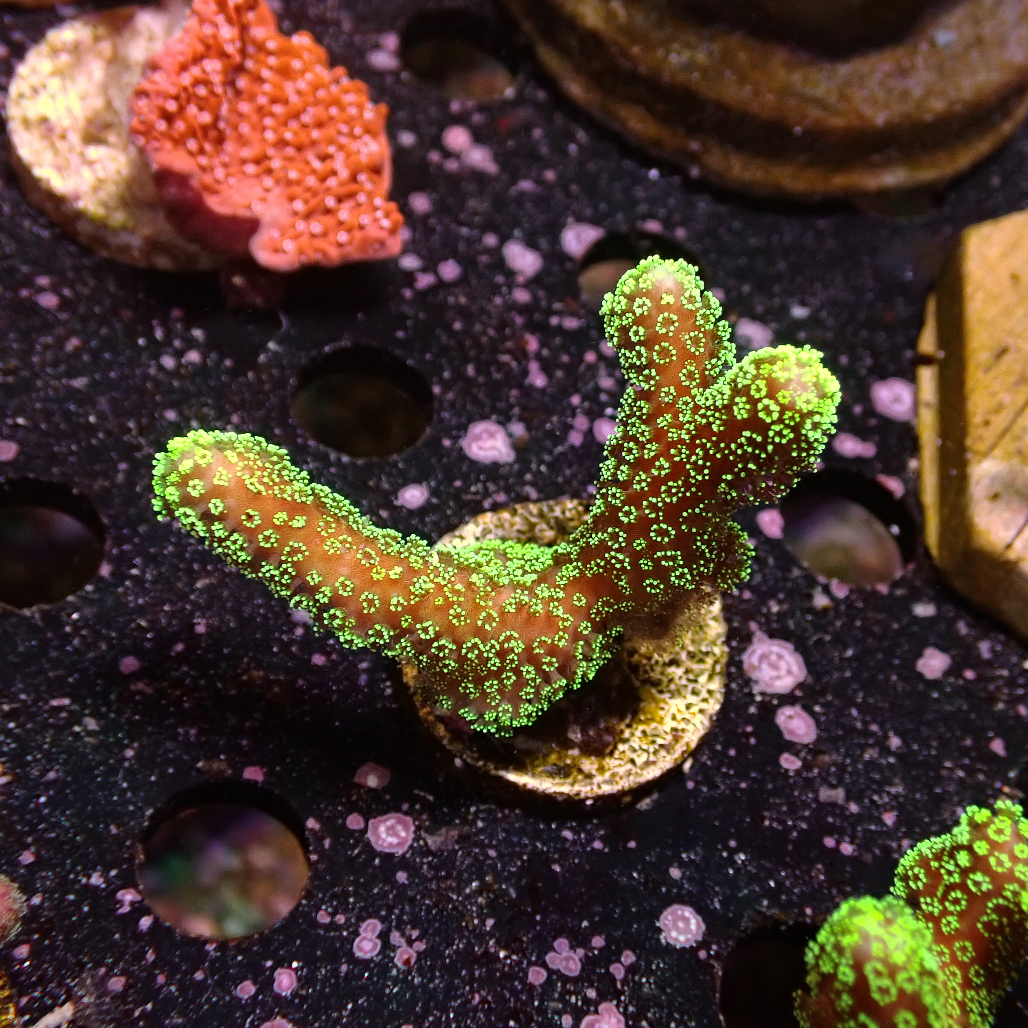 Stylophora grün Frag 04 Stylophora grün Frag 04