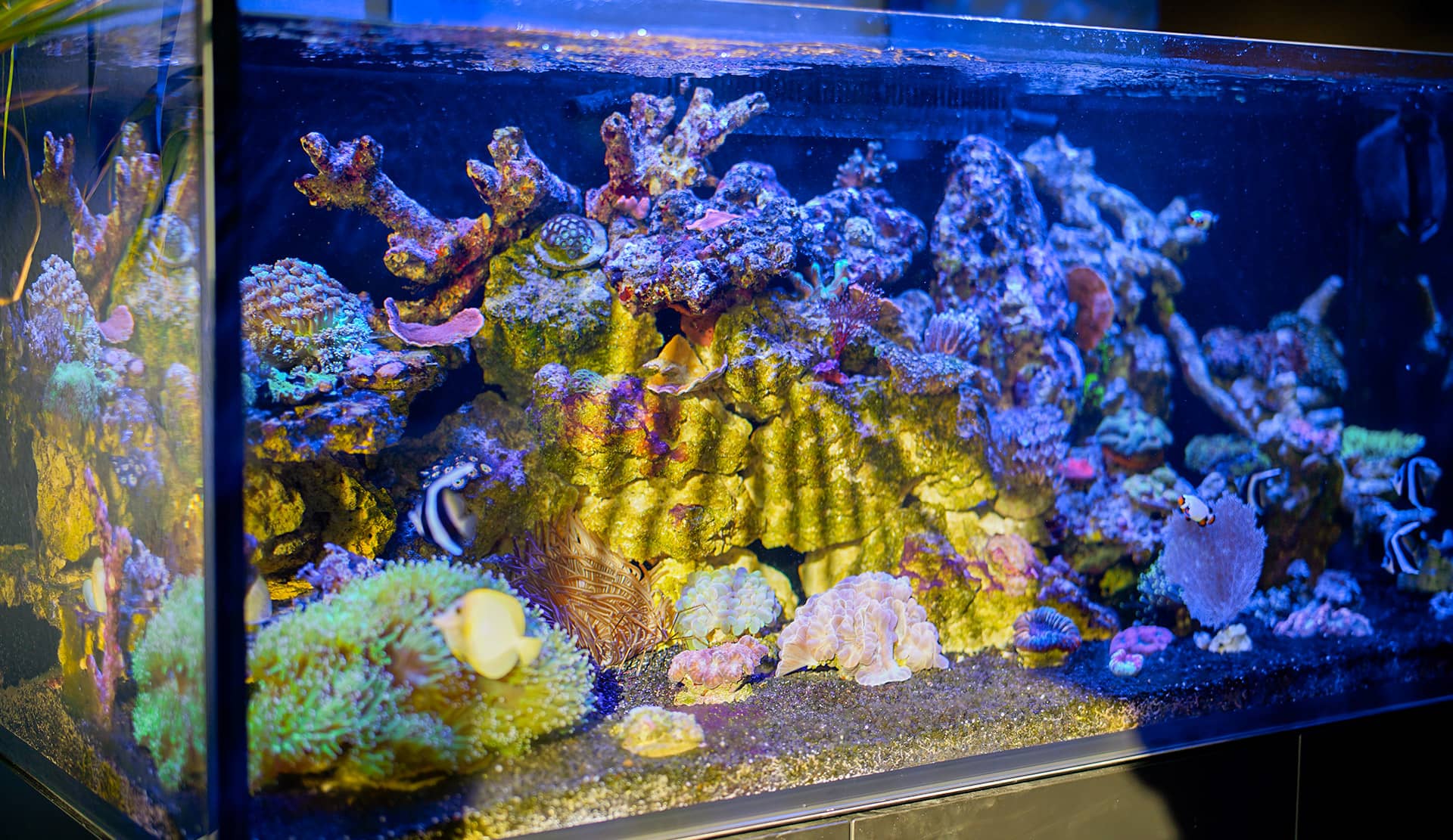 tmc_aquarium-anlagen_ueber-uns Korallenbecken mit LPS- und Weichkorallen in harmonischer Kombination