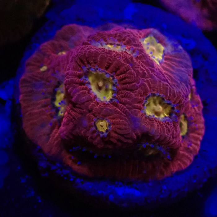 Favia MC Rainbow Skittles Frag 01