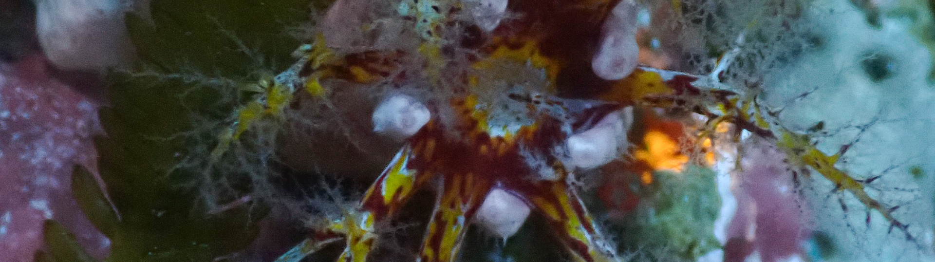 Eingewöhnung neuer Riffbewohner im Schaubecken – stressfreier Start ins Aquarium