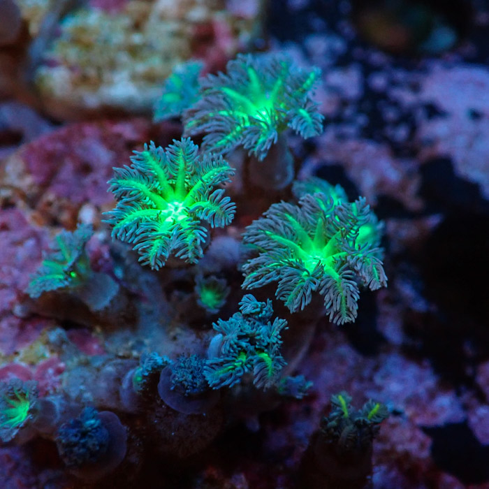 Clavularia MC Ultra Green Clavularia MC Ultra Green