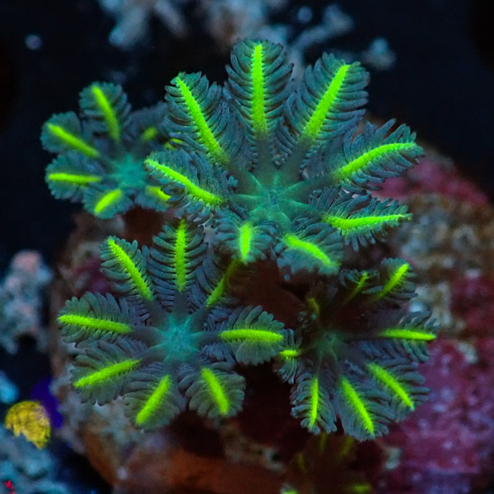 Clavularia MC Ultra Green