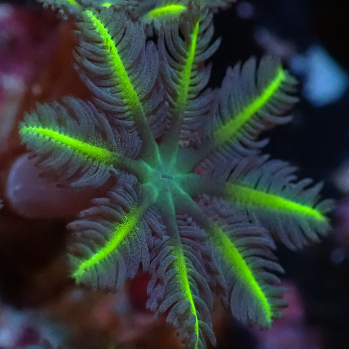 Clavularia MC Ultra Green Clavularia MC Ultra Green