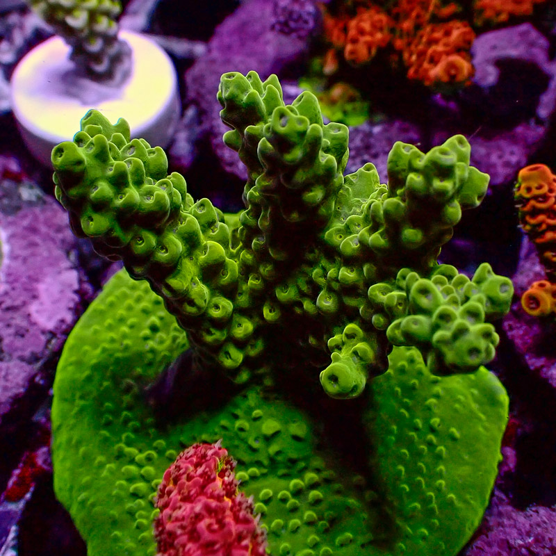 Acropora Acropora