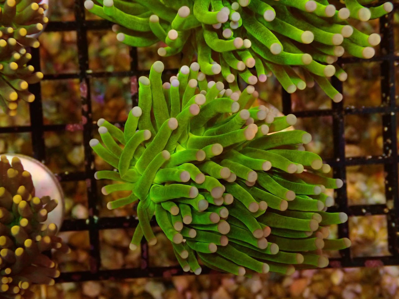 Euphyllia Toxic green mit pinken Tips