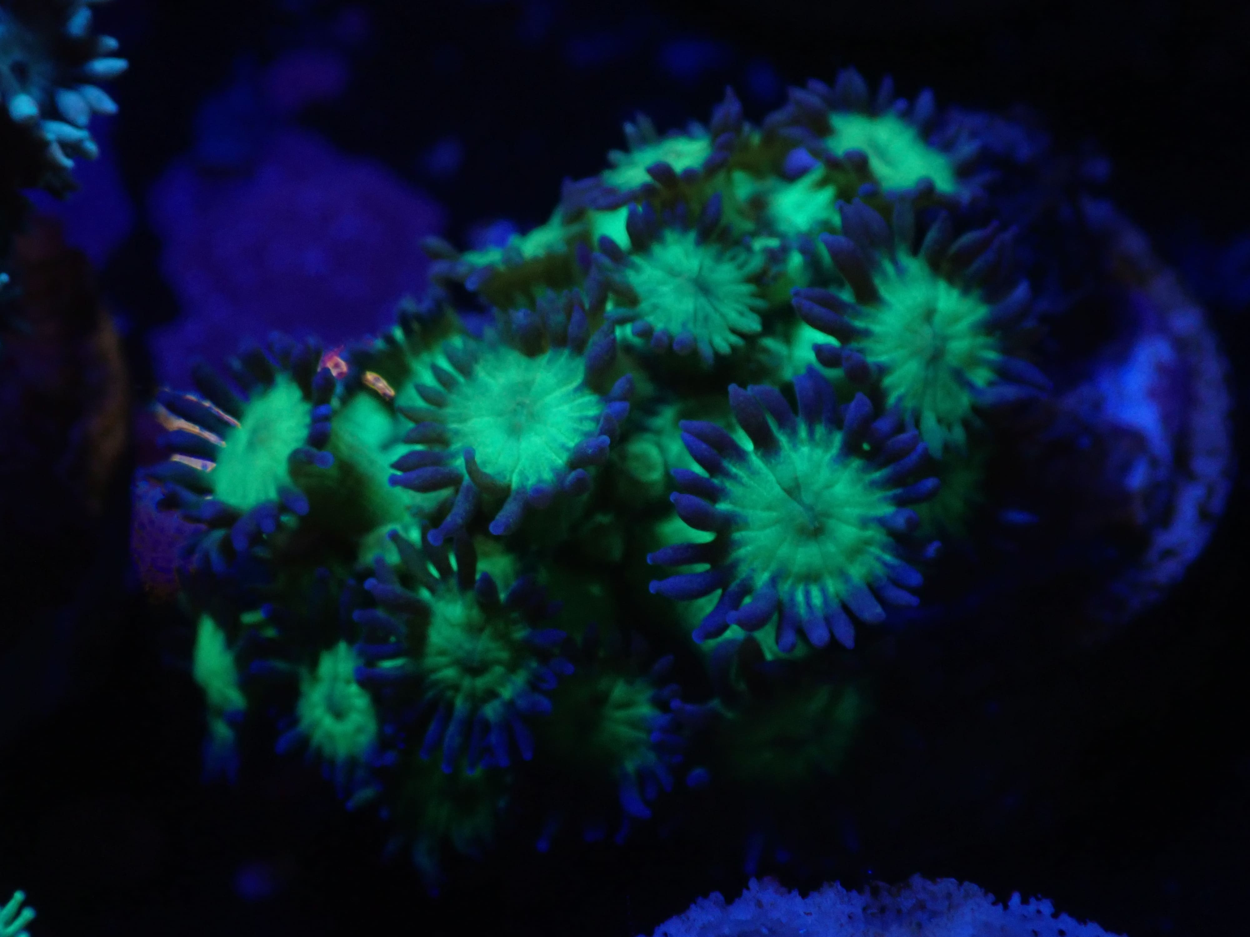 Goniopora Glitter DNZ Goniopora Glitter DNZ