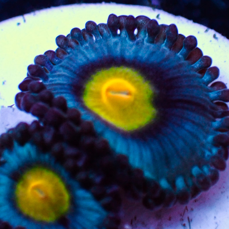 Zoanthus MC AOI Zoanthus MC AOI