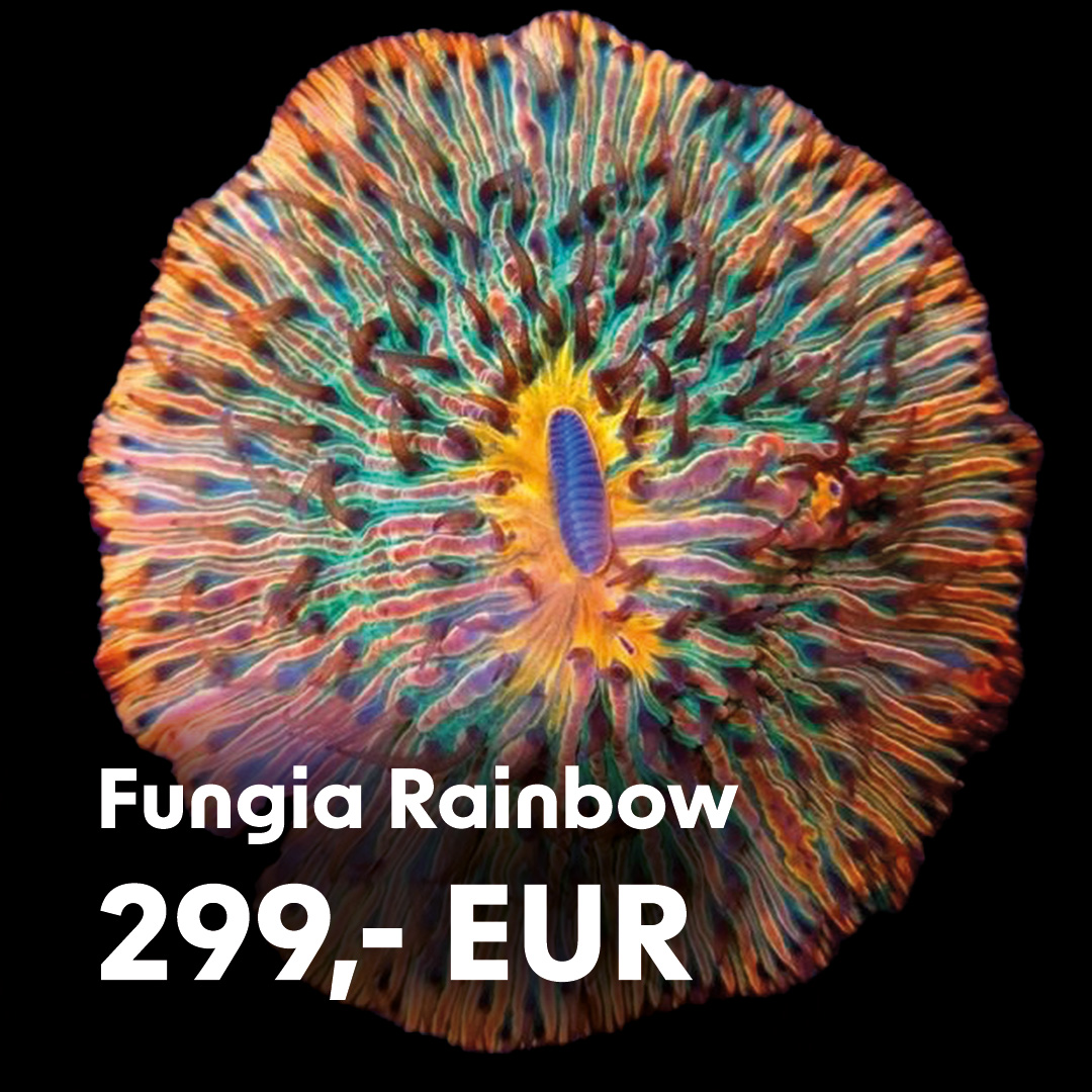 Fungia Rainbow / extrem selten Fungia Rainbow / extrem selten