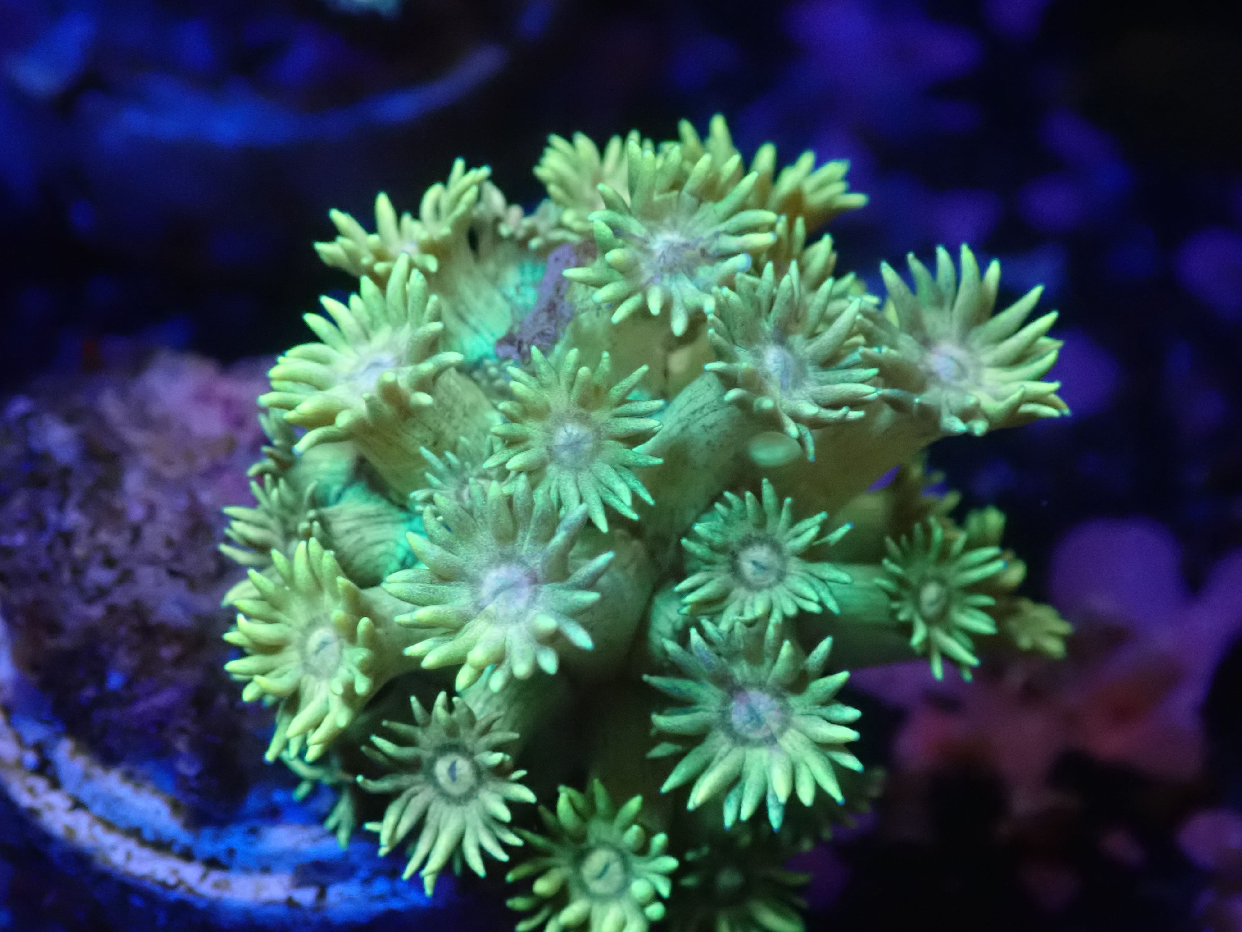 Alveopora neon grün DNZ