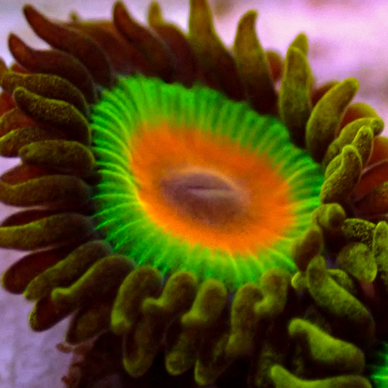 Zoanthus MC Rasta Zoanthus MC Rasta