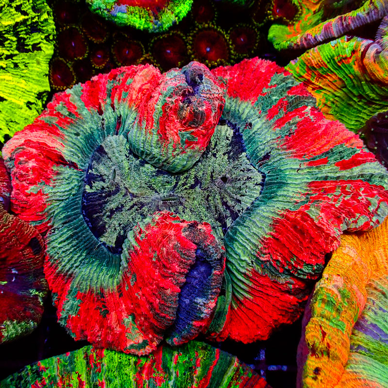 Trachyphyllia Trachyphyllia