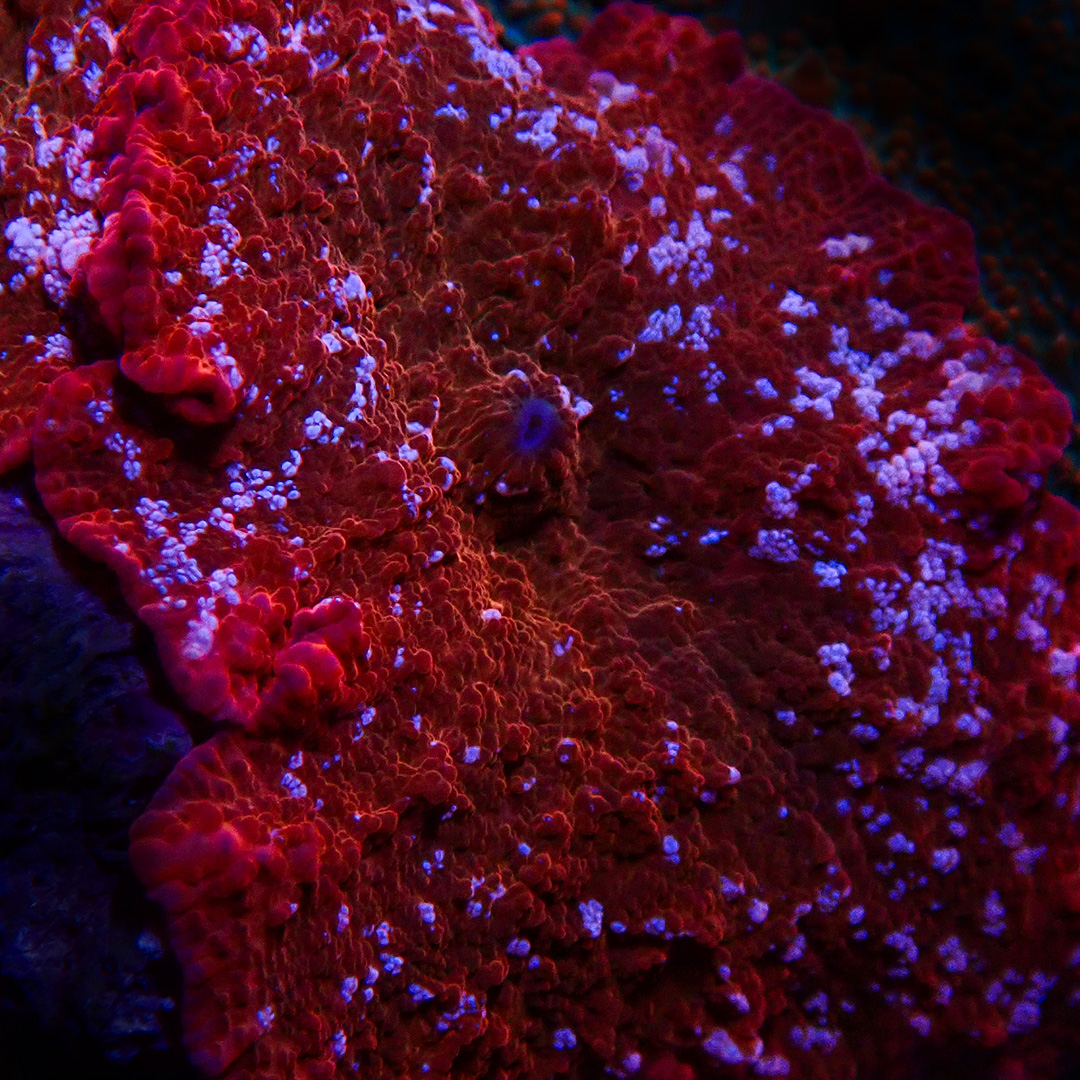 Weichkorallen Weichkorallen für dein Meerwasserbecken