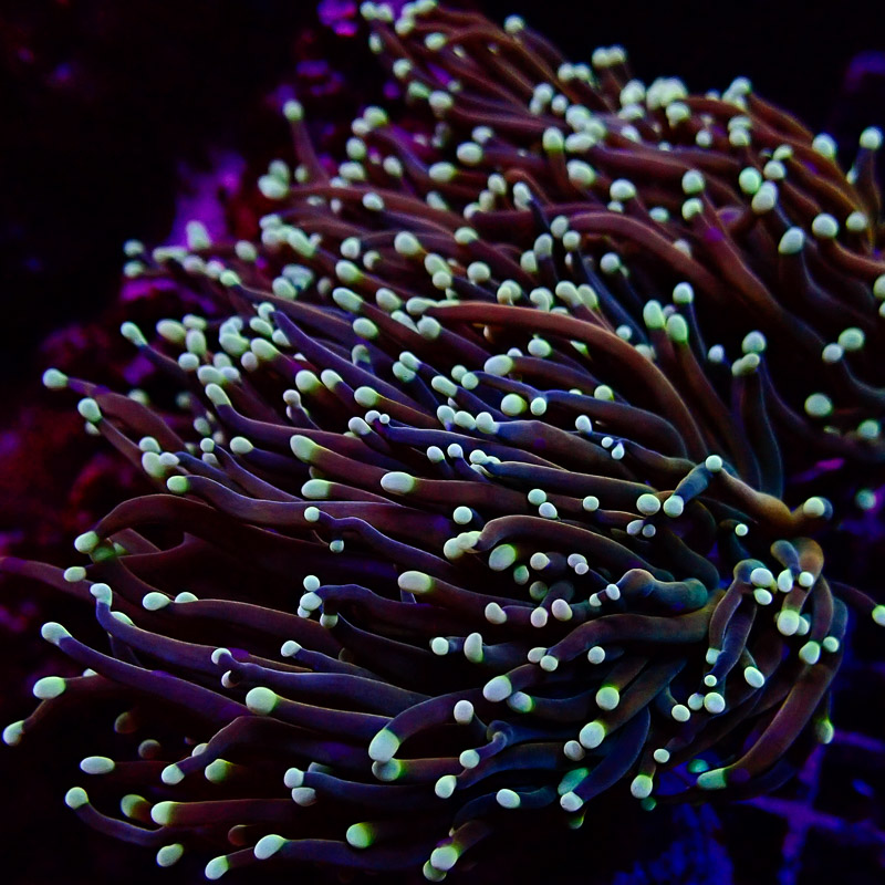 Euphyllia Euphyllia