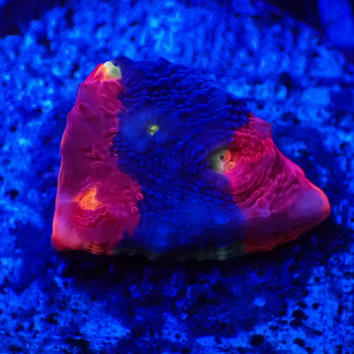 Chalice MC Bugatti Frag 04 Chalice MC Bugatti Frag 04