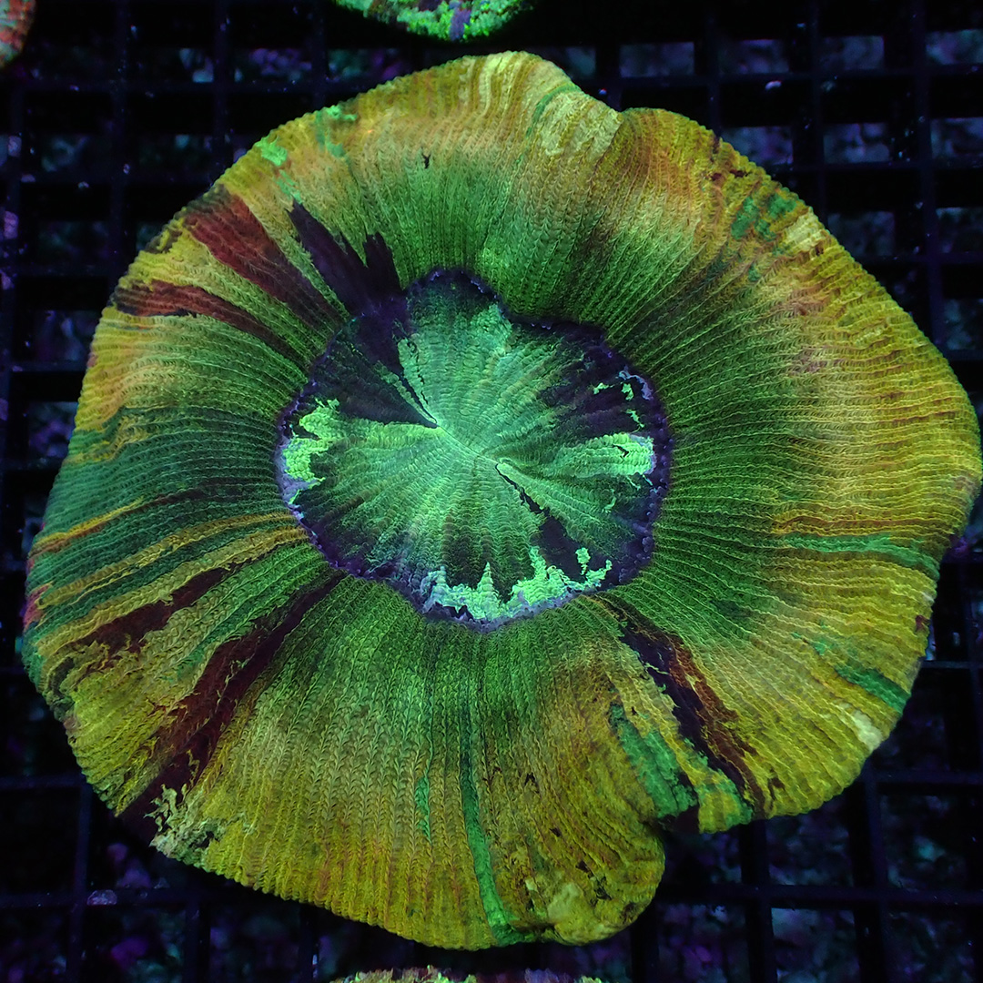 Trachyphyllia Green Fusion Trachyphyllia Green Fusion