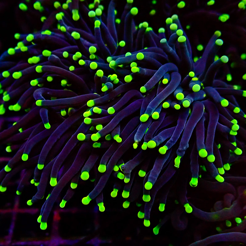 Euphyllia Black Torch green Tips DNZ Euphyllia Black Torch green Tips DNZ