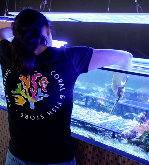 Mitarbeiterin bei der Pflege des Meerwasseraquariums im Store