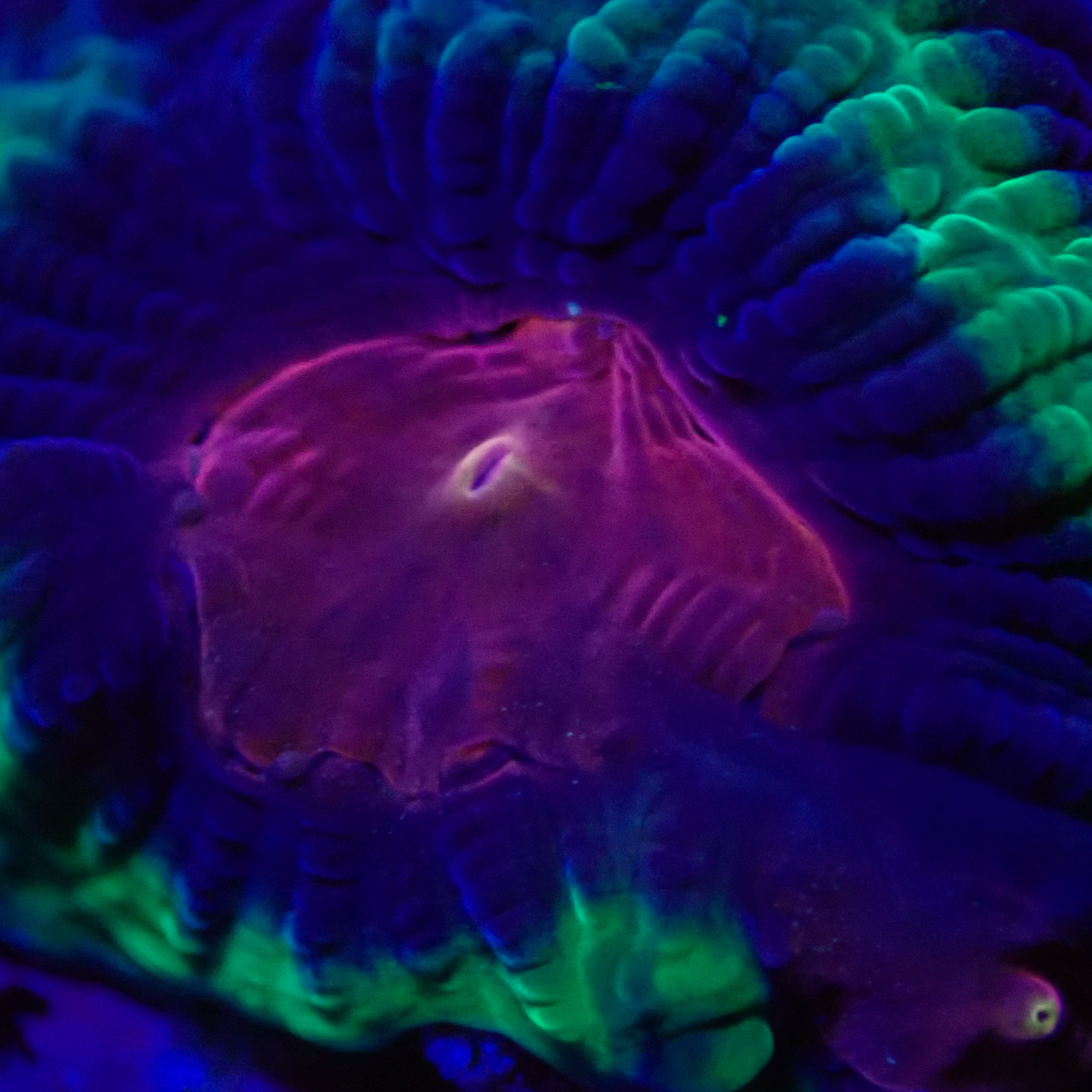 Favia Monster Eye MC Frag 03 Favia Monster Eye MC Frag 03