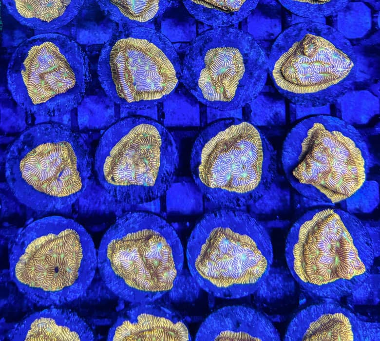 nachzuchten_neu Korallen-Nachzucht mit gesunden Ablegern aus eigener Zucht