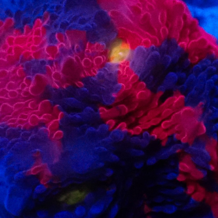 Chalice MC Bugatti Frag 02